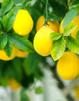 Alyvuogių aliejus su citrina (250ml)